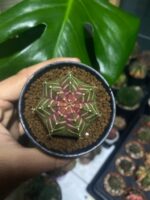 Gymnocalycium Neon - Görsel 2