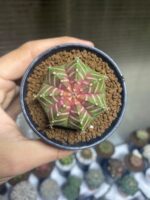 Gymnocalycium Neon