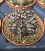 Gymnocalycium Trex - Görsel 2