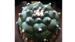 Astrophytum Asterias Kikko - Görsel 2