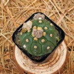 Astrophytum Asterias Kikko - Görsel 3