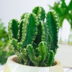 Cereus Peruvianus - Görsel 3