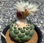 Coryphantha Elephantidens - Görsel 2
