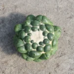 Coryphantha Elephantidens - Görsel 3