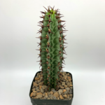 Euphorbia Confinalis - Görsel 4