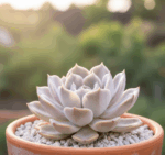 Echeveria Mrs Richards - Görsel 4