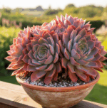Echeveria Mrs Richards - Görsel 3