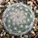 Mammillaria Candida - Görsel 3
