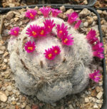 Mammillaria Humboldtii - Görsel 2