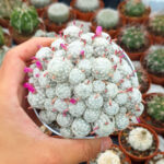 Mammillaria Humboldtii - Görsel 3
