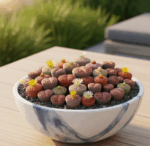 Lithops SSP Renkli Karışım - Görsel 2