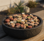 Lithops SSP Renkli Karışım